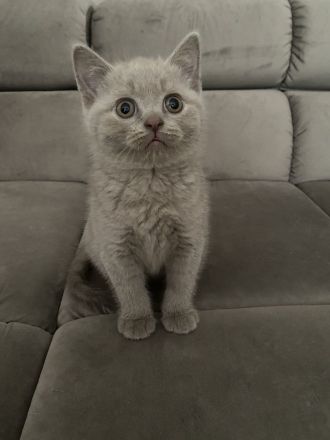 BKH KITTEN ABGABE 27.07