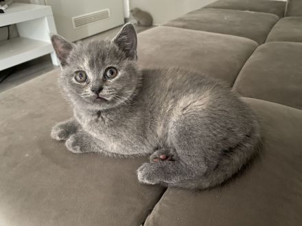 BKH KITTEN ABGABE 27.07