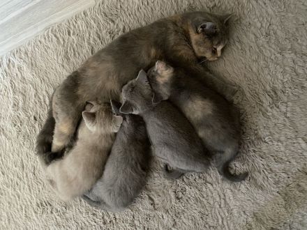 BKH KITTEN ABGABE 27.07