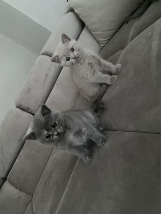 BKH KITTEN ABGABE 27.07