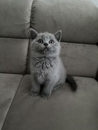 BKH KITTEN ABGABE 27.07