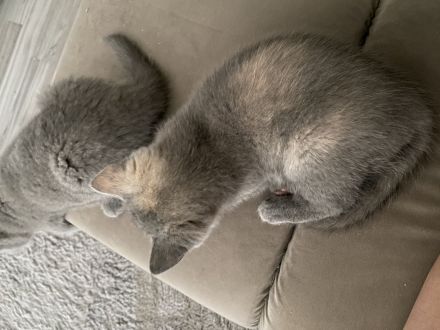 BKH KITTEN ABGABE 27.07