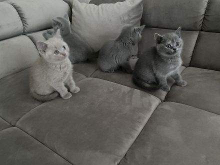 BKH KITTEN ABGABE 27.07