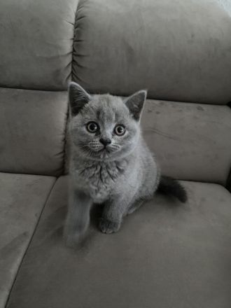 BKH KITTEN ABGABE 27.07