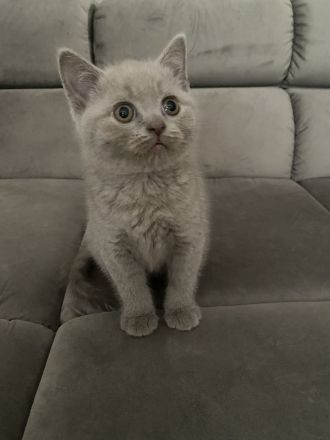 BKH KITTEN ABGABE 27.07