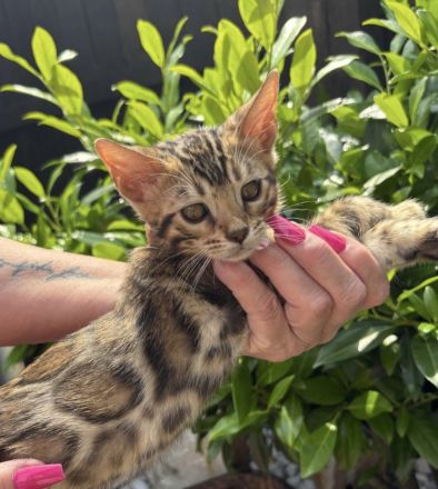 Bengals of Little Castle River