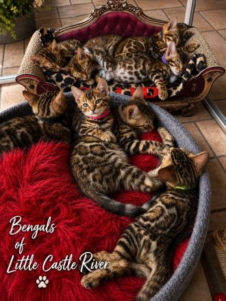 Bengals of Little Castle River