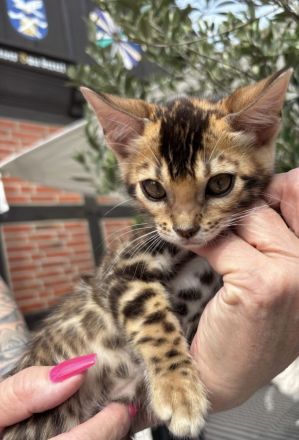 Bengals of Little Castle River
