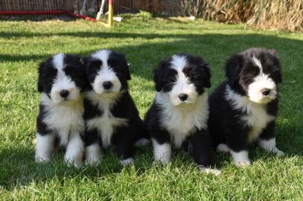 Bearded Collie Welpen reinrassig VDH2 Mädchen suchen noch ihr passendes zu Hause