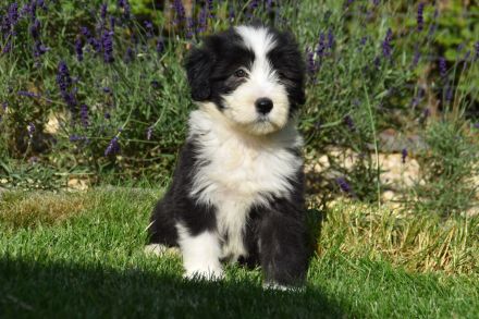 Bearded Collie Welpen reinrassig VDH2 Mädchen suchen noch ihr passendes zu Hause