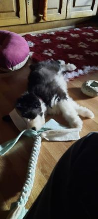 Bearded Collie Welpen reinrassig VDH2 Mädchen suchen noch ihr passendes zu Hause