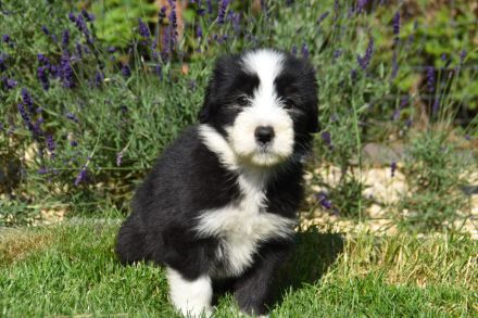 Bearded Collie Welpen reinrassig VDH2 Mädchen suchen noch ihr passendes zu Hause