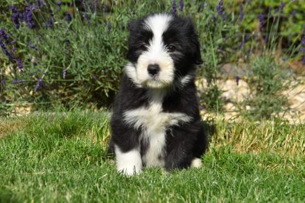 Bearded Collie Welpen reinrassig VDH2 Mädchen suchen noch ihr passendes zu Hause