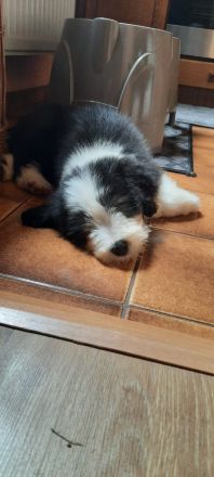Bearded Collie Welpen reinrassig VDH2 Mädchen suchen noch ihr passendes zu Hause