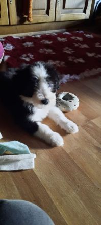 Bearded Collie Welpen reinrassig VDH2 Mädchen suchen noch ihr passendes zu Hause