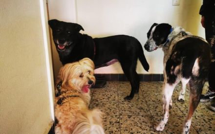 Schenkst du Archie ein tolles Zuhause?