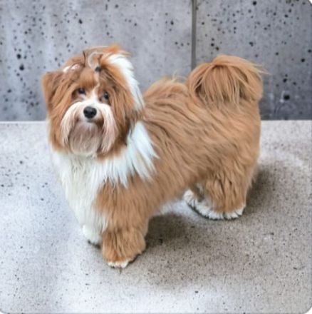 Havaneser Deckrüde kein Verkauf-Bandit von den Haseltaler Strolchen