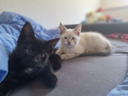 Hübsche Maine Coon Mischlingsdame