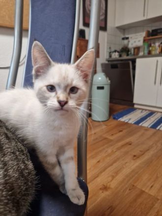 Hübsche Maine Coon Mischlingsdame