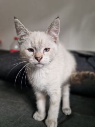 Hübsche Maine Coon Mischlingsdame