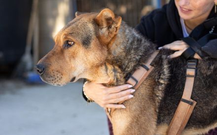 Kaimi ist bereit für ein neues Leben! Bei dir?