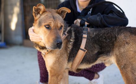 Kaimi ist bereit für ein neues Leben! Bei dir?