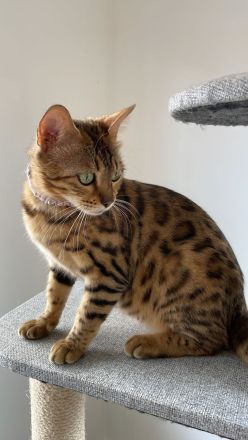 Reinrassige Bengal Kitten Mädchen suchen ein Zuhause