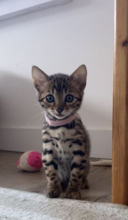Reinrassige Bengal Kitten Mädchen suchen ein Zuhause