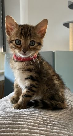 Reinrassige Bengal Kitten Mädchen suchen ein Zuhause