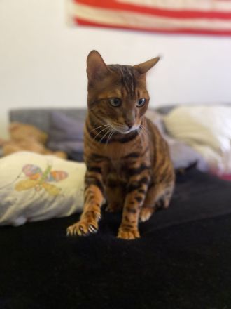 Bengal Kater