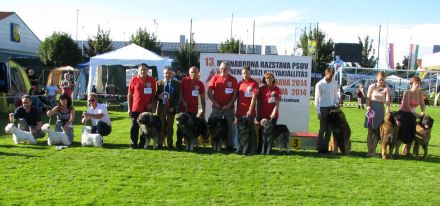 WELPEN – KARSTSCHÄFERHUNDE