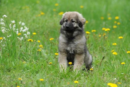 WELPEN – KARSTSCHÄFERHUNDE