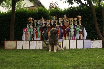 WELPEN – KARSTSCHÄFERHUNDE