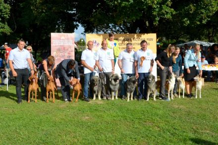 WELPEN – KARSTSCHÄFERHUNDE