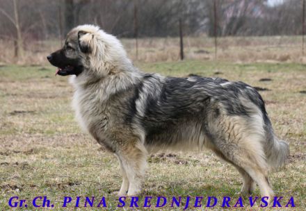 WELPEN – KARSTSCHÄFERHUNDE