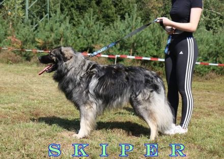 WELPEN – KARSTSCHÄFERHUNDE