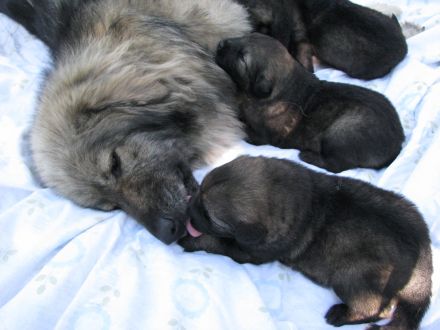 WELPEN – KARSTSCHÄFERHUNDE