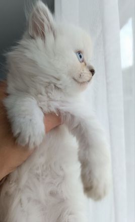 Britisch Kurzhaar Kitten