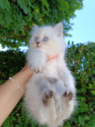 Britisch Kurzhaar Kitten