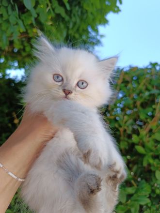 Britisch Kurzhaar Kitten