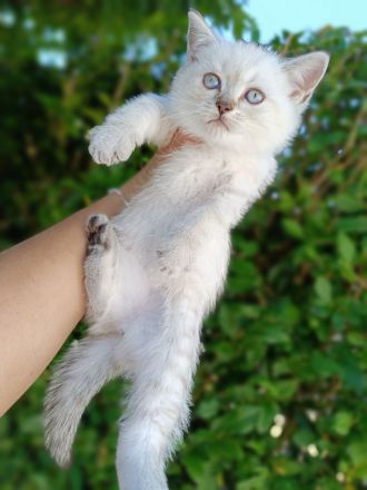 Britisch Kurzhaar Kitten