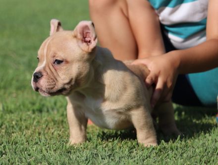 American Bully. Pocket Bully