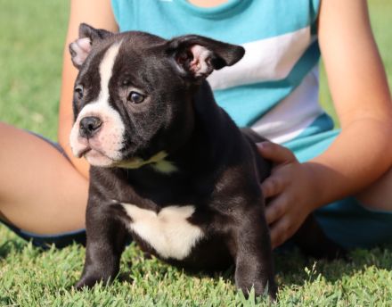 American Bully. Pocket Bully