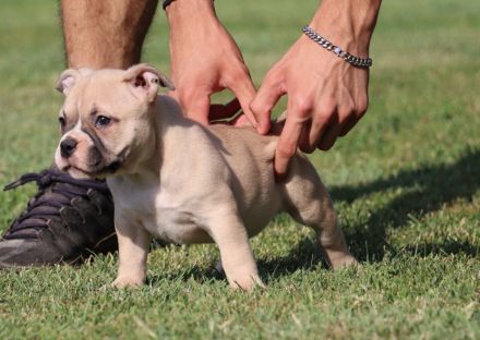 American Bully. Pocket Bully