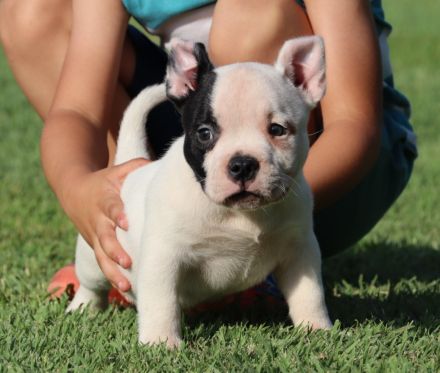 American Bully. Pocket Bully