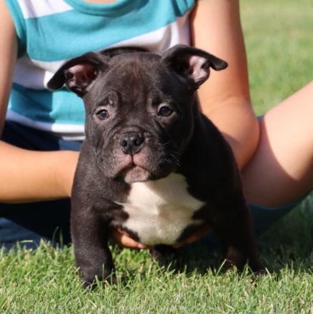 American Bully. Pocket Bully