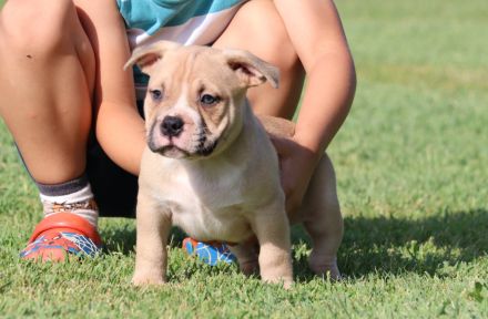 American Bully. Pocket Bully
