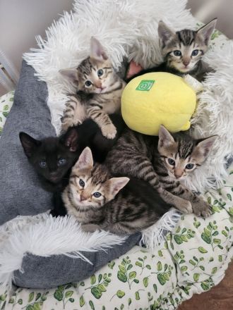 Bengal Mix Maikätzchen