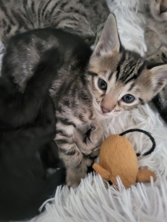 Bengal Mix Maikätzchen