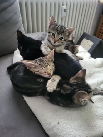 Bengal Mix Maikätzchen